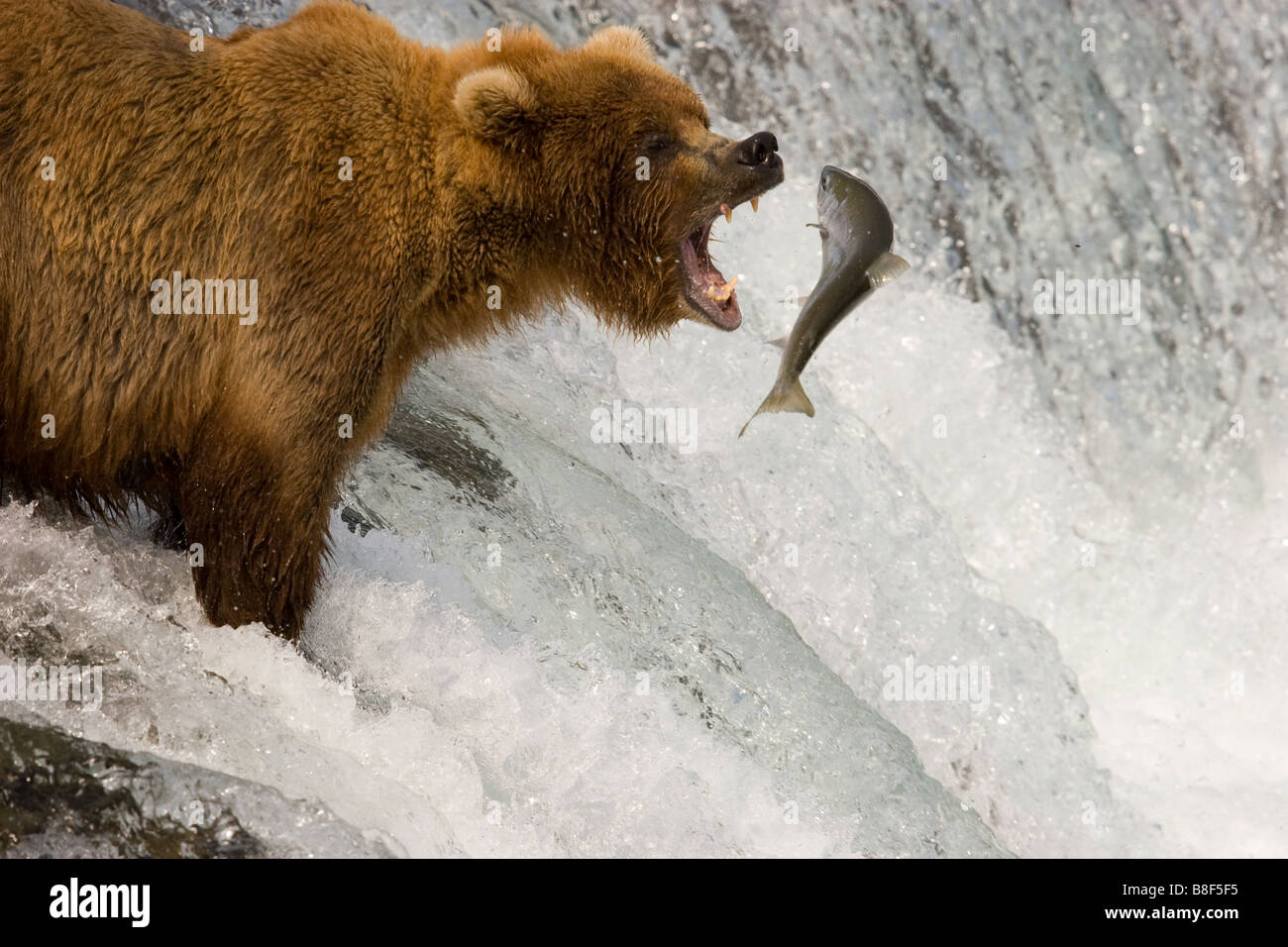 Grizzly Bär Ursus Arctos Horribilis Angeln für Rotlachs Katmai Nationalpark Alaska braun Stockfoto