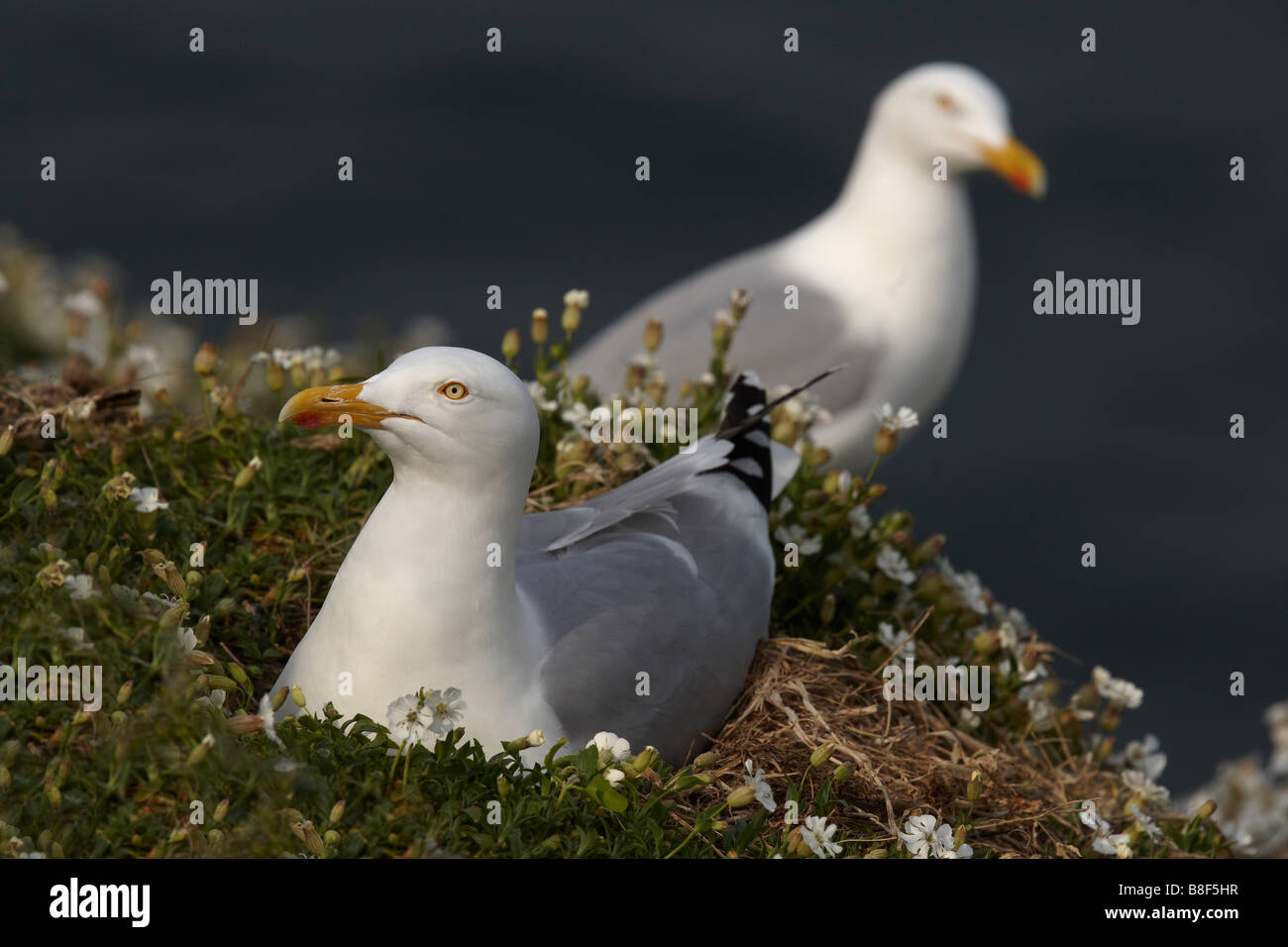 2 Erwachsene weniger Black-backed Möwen Stockfoto