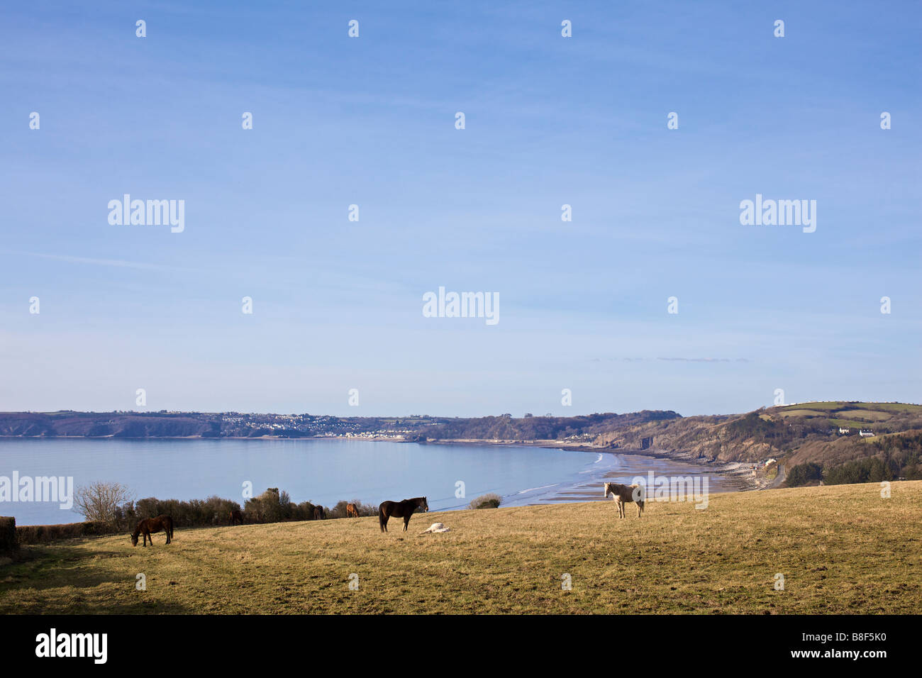 Pferde in einem Feld oberhalb Amroth Strandes im Pembrokeshire Wales Stockfoto
