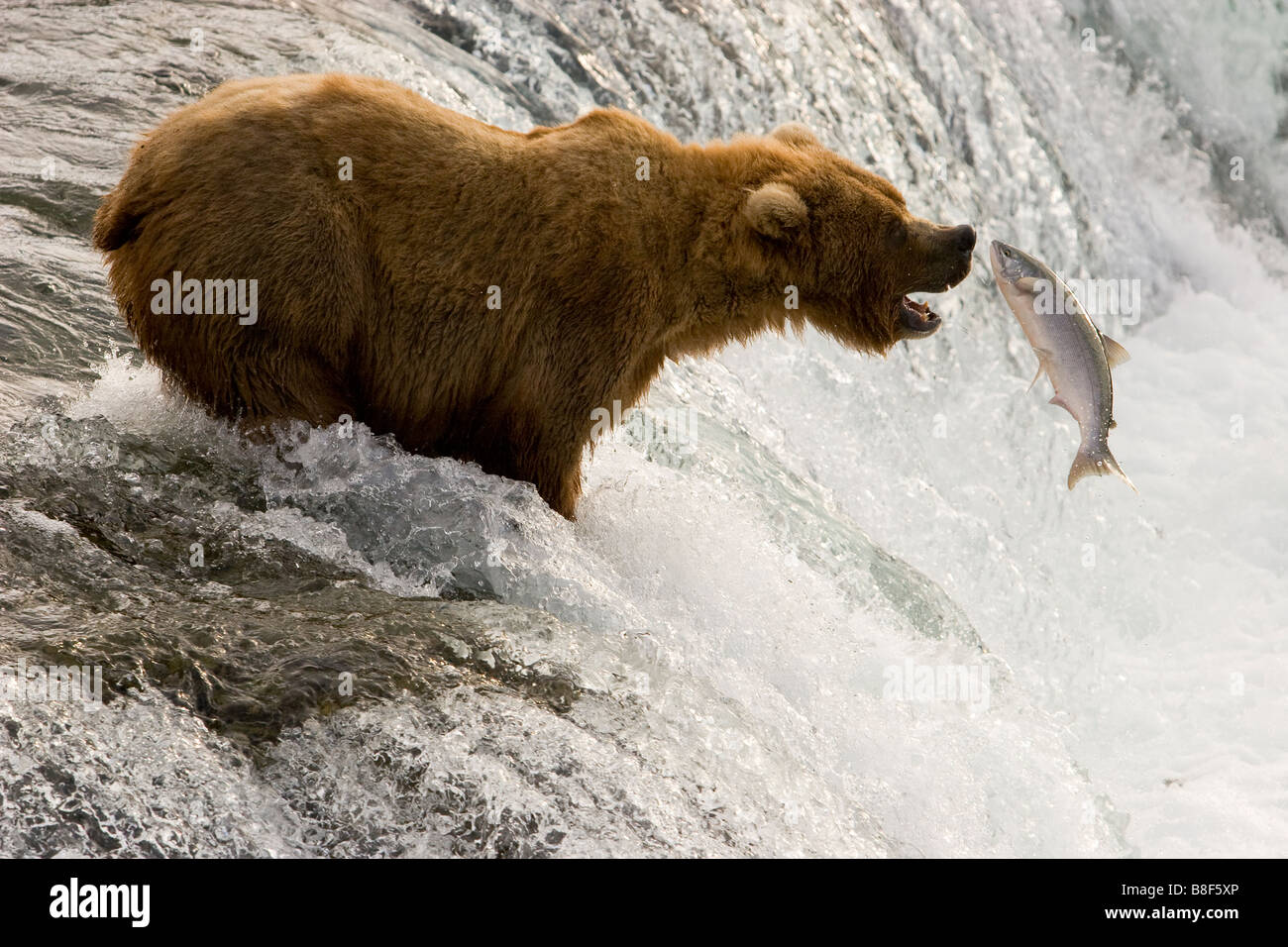 Braun Grizzlybär Ursus Arctos Horribilis Sockeye Lachsfischen Katmai Nationalpark, Alaska Stockfoto