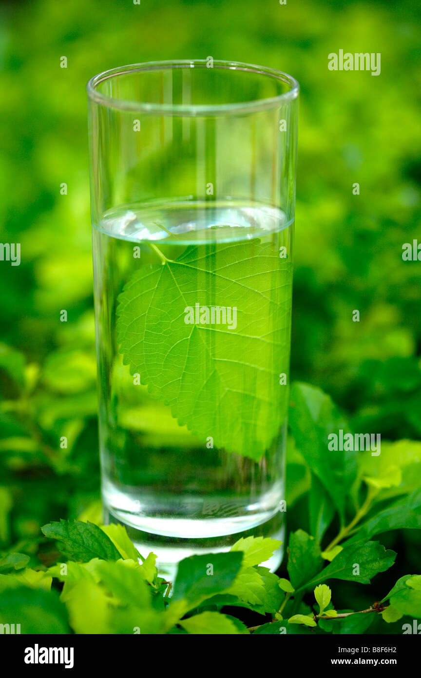 Nahaufnahme eines Blattes in ein Glas Wasser Stockfoto