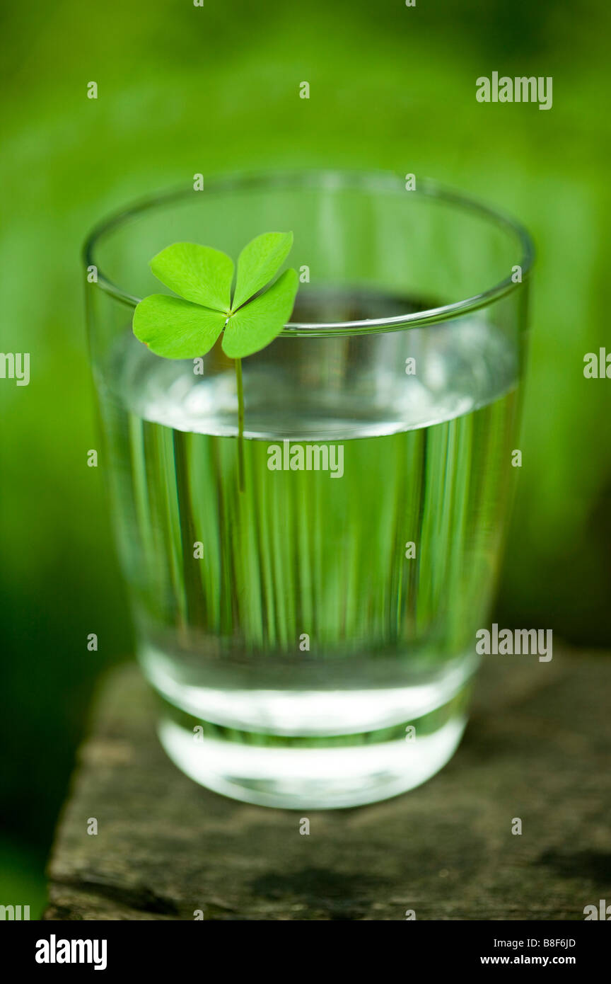 Ein vierblättriges Kleeblatt auf ein Glas Wasser Stockfotografie - Alamy