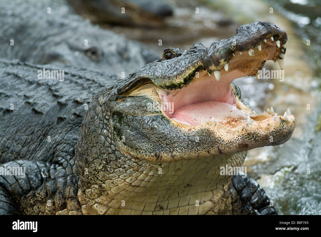Amerikanischer Alligator Alligator Mississippiensis mit Mund geöffnet und zeigt Zähne Florida Stockfoto