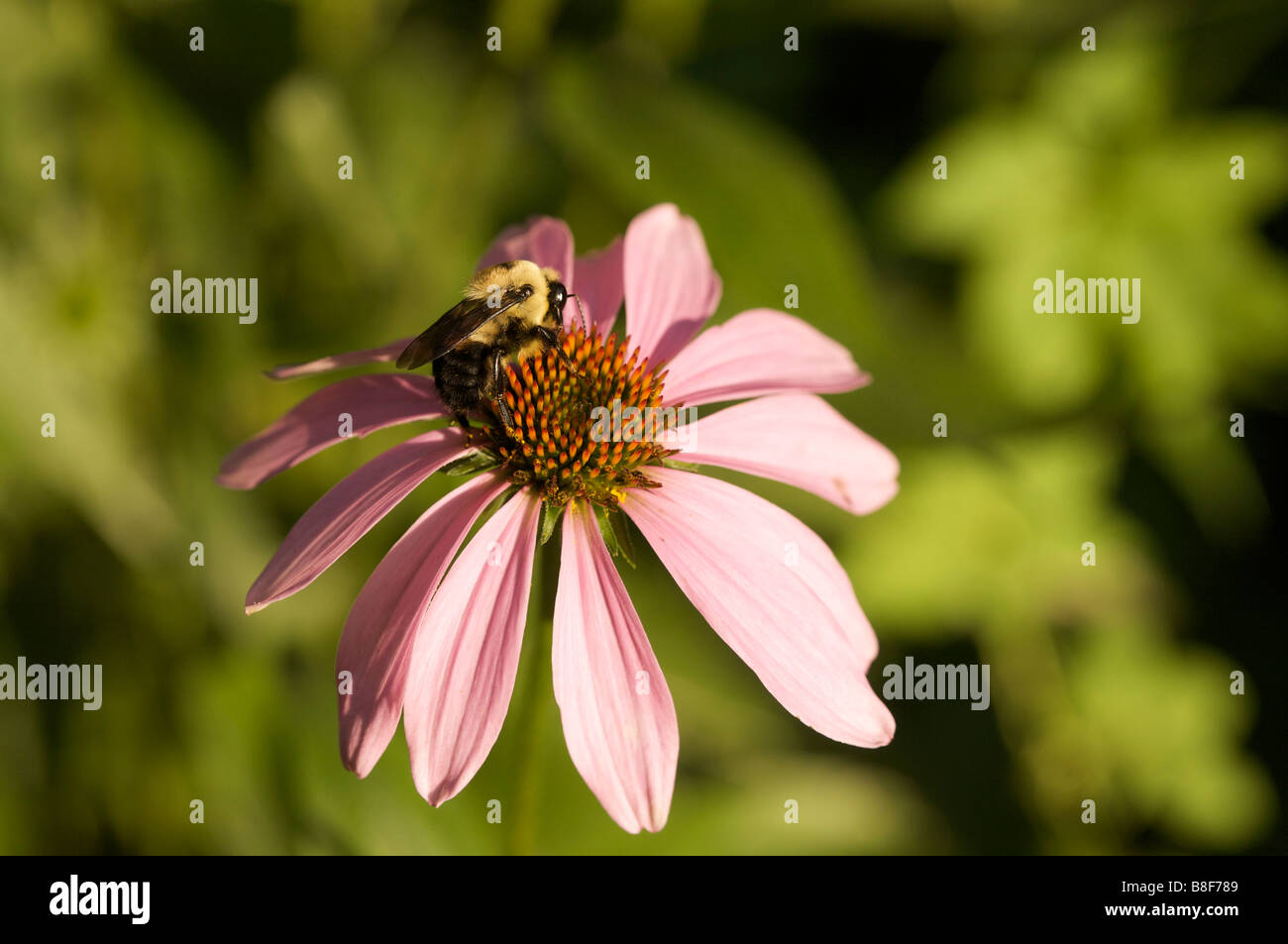 Bumble Biene auf lila Koneflower Illinois USA Stockfoto