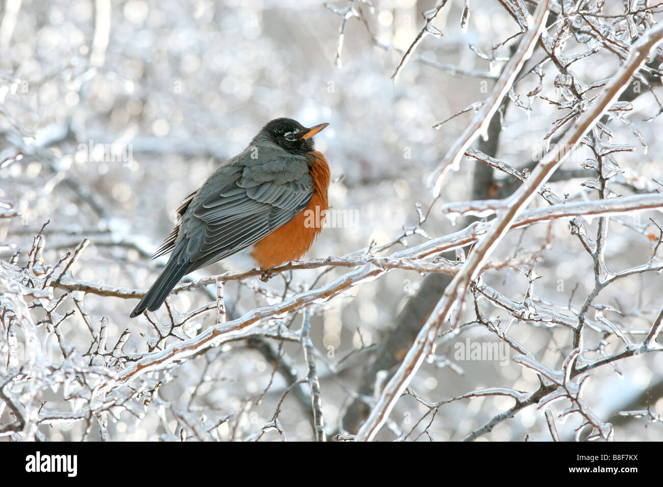 Amerikanischer Robin thront in Eis bedeckten Baum Stockfoto