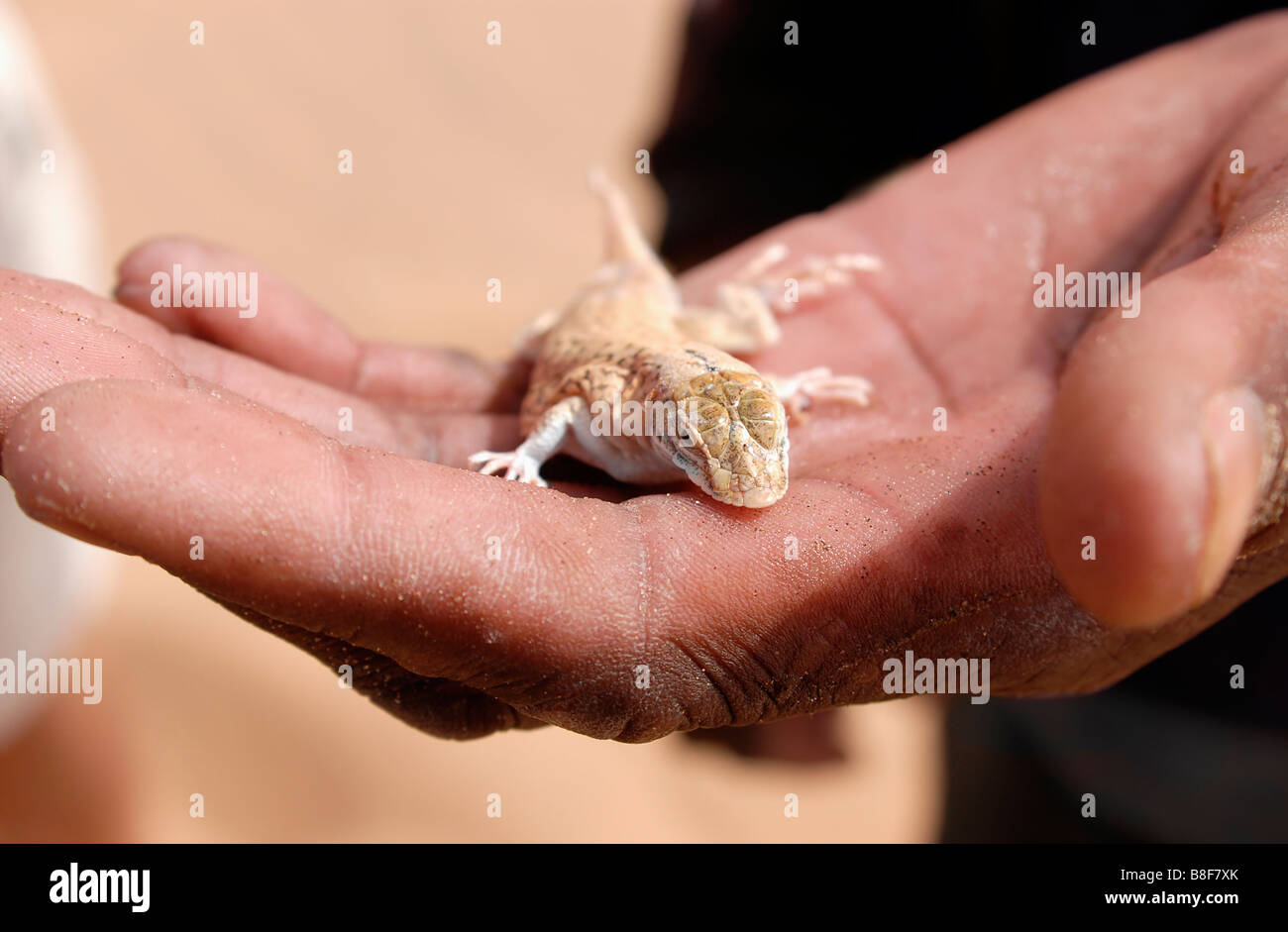 Namib Web footed Gecko an einer Hand im Namib Desert National Park Stockfoto