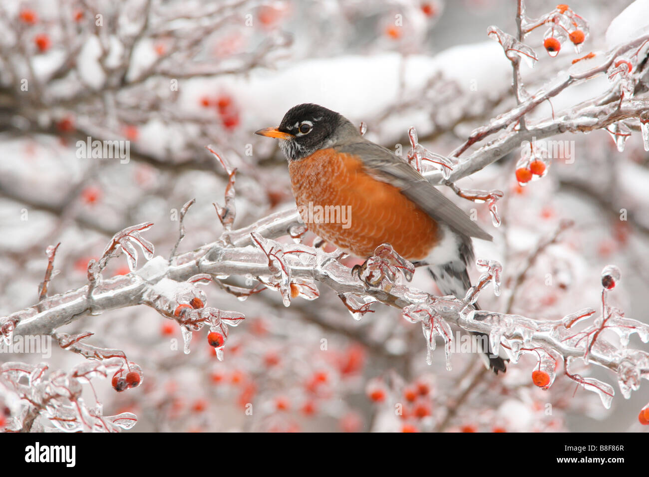 Amerikanischer Robin thront in Weißdornbeeren mit Schnee und Eis Stockfoto