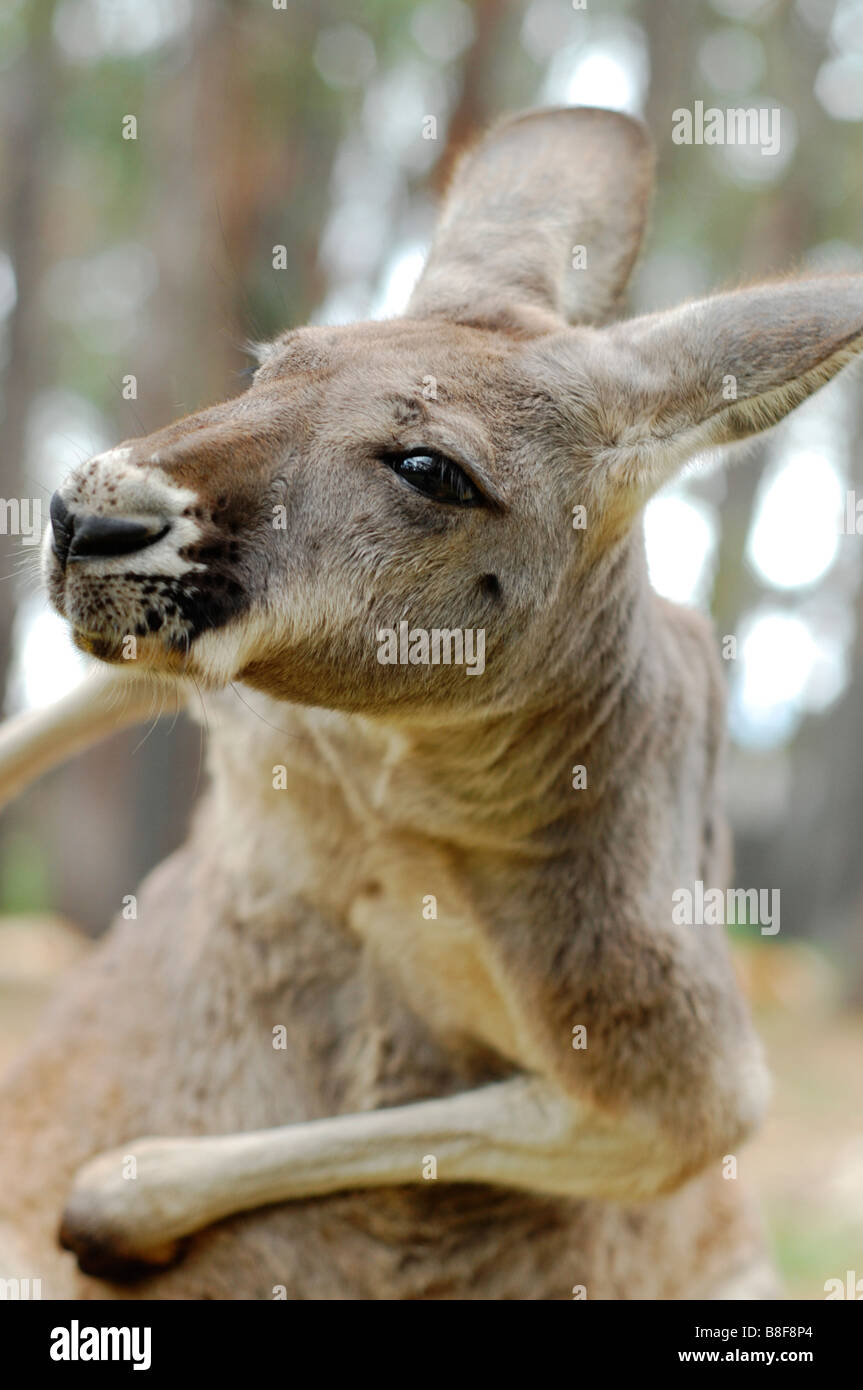 Red Kangaroo Macropus Rufus weiblich Stockfoto