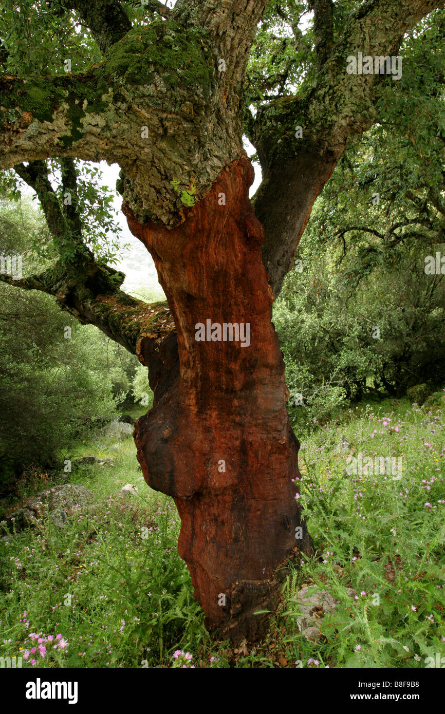 Albero del sughero Stockfoto