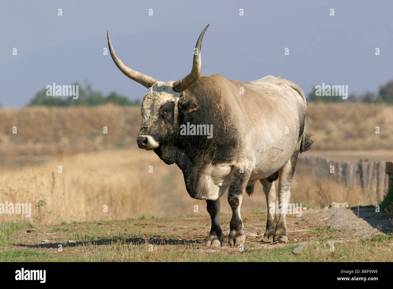 Rinder, Maremma Rinder, Bos Primigenius Taurus, Säugetiere, Bovinae, Horntiere Stockfoto