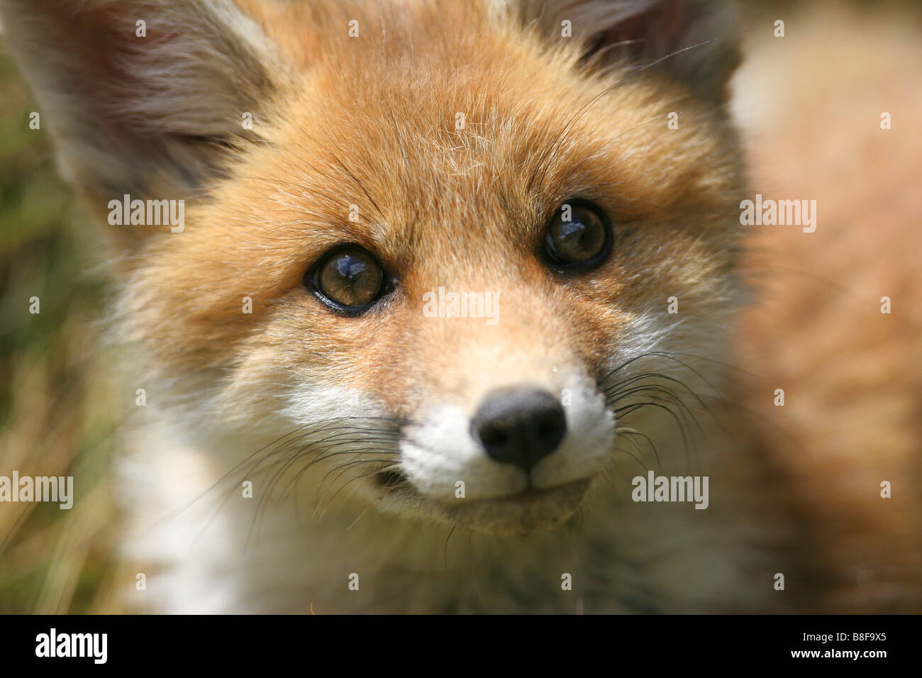 Fox Cub in der Nähe seiner Höhle Stockfoto