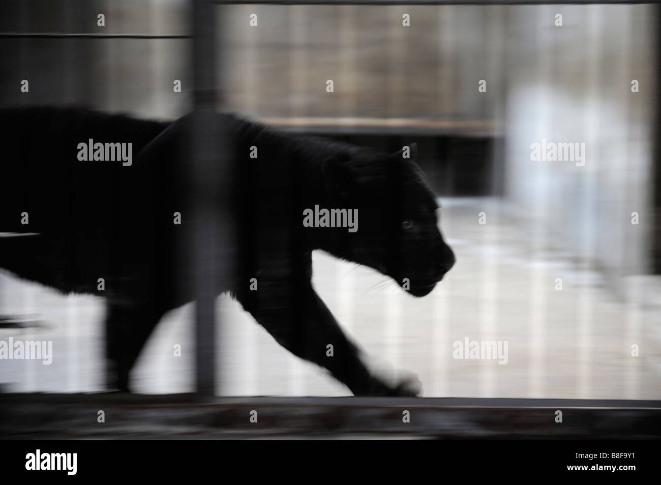 Black Panther im Pekinger Zoo im Käfig. Stockfoto