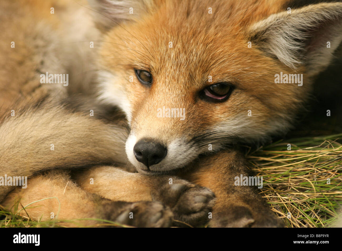 Fox Cub in der Nähe seiner Höhle Stockfoto