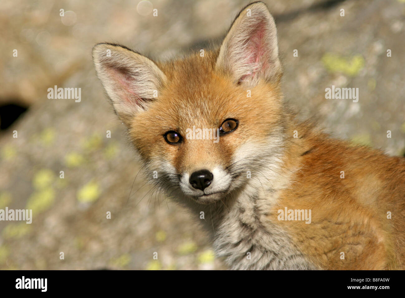 Fox Cub in der Nähe seiner Höhle Stockfoto