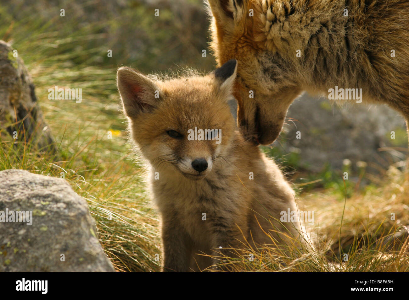 Fox Cub in der Nähe seiner Höhle Stockfoto