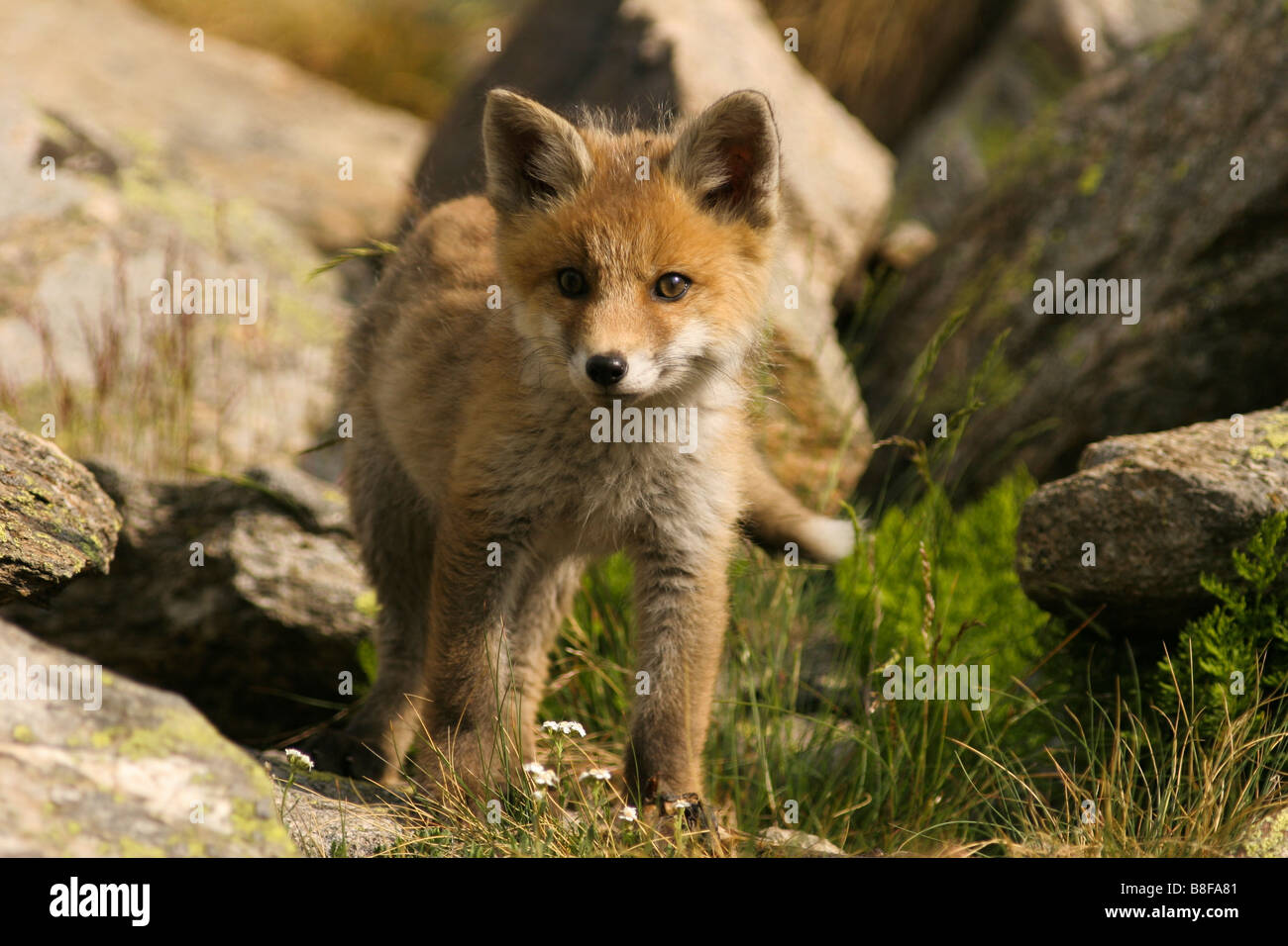 Fox Cub in der Nähe seiner Höhle Stockfoto