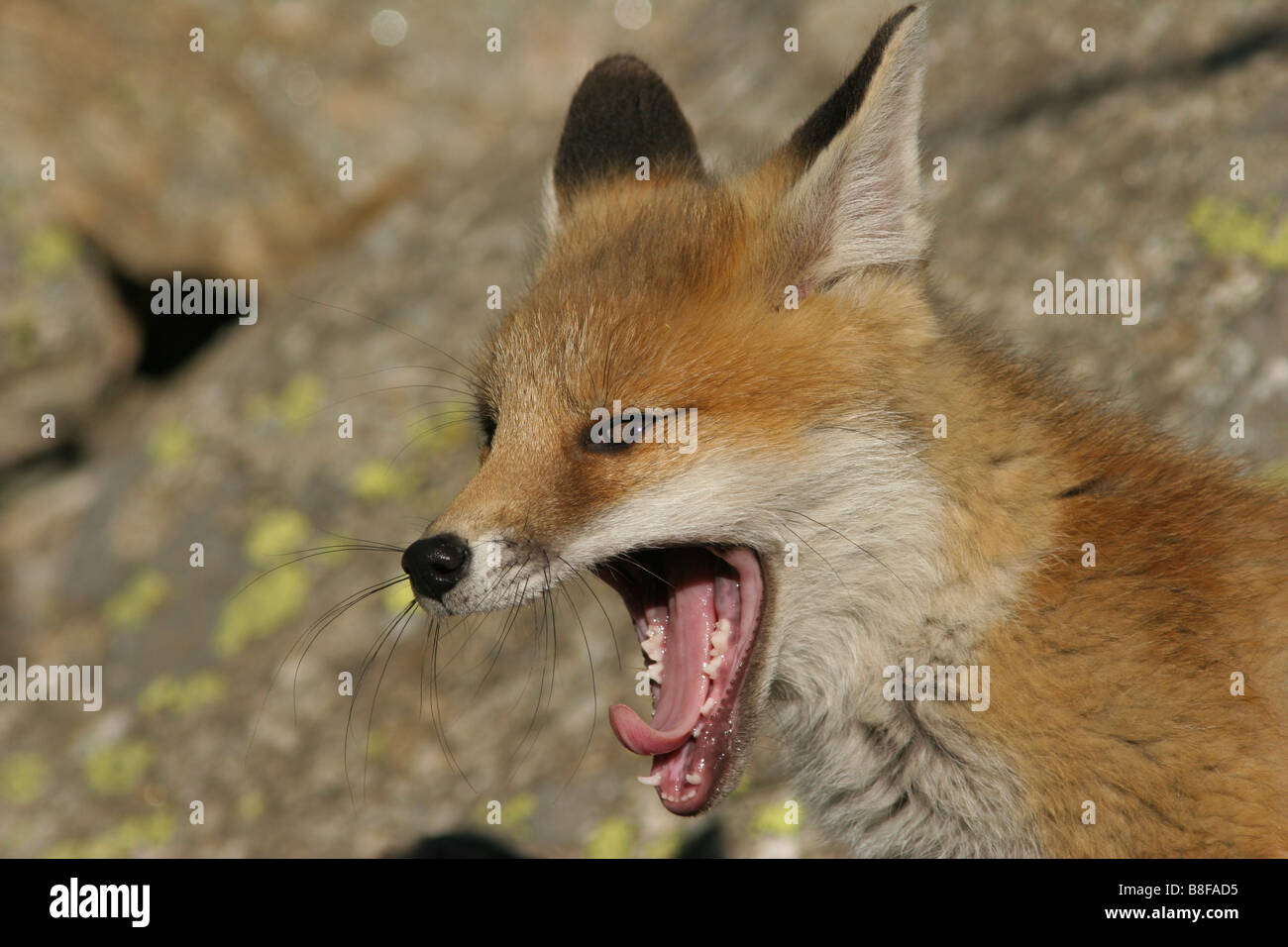 Fox Cub in der Nähe seiner Höhle Stockfoto