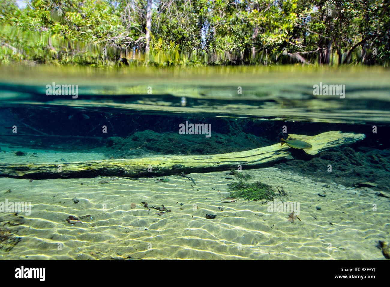 Unterwasserlandschaft des Olho D'Agua River, Bonito, Mato Grosso do Sul, Brasilien Stockfoto