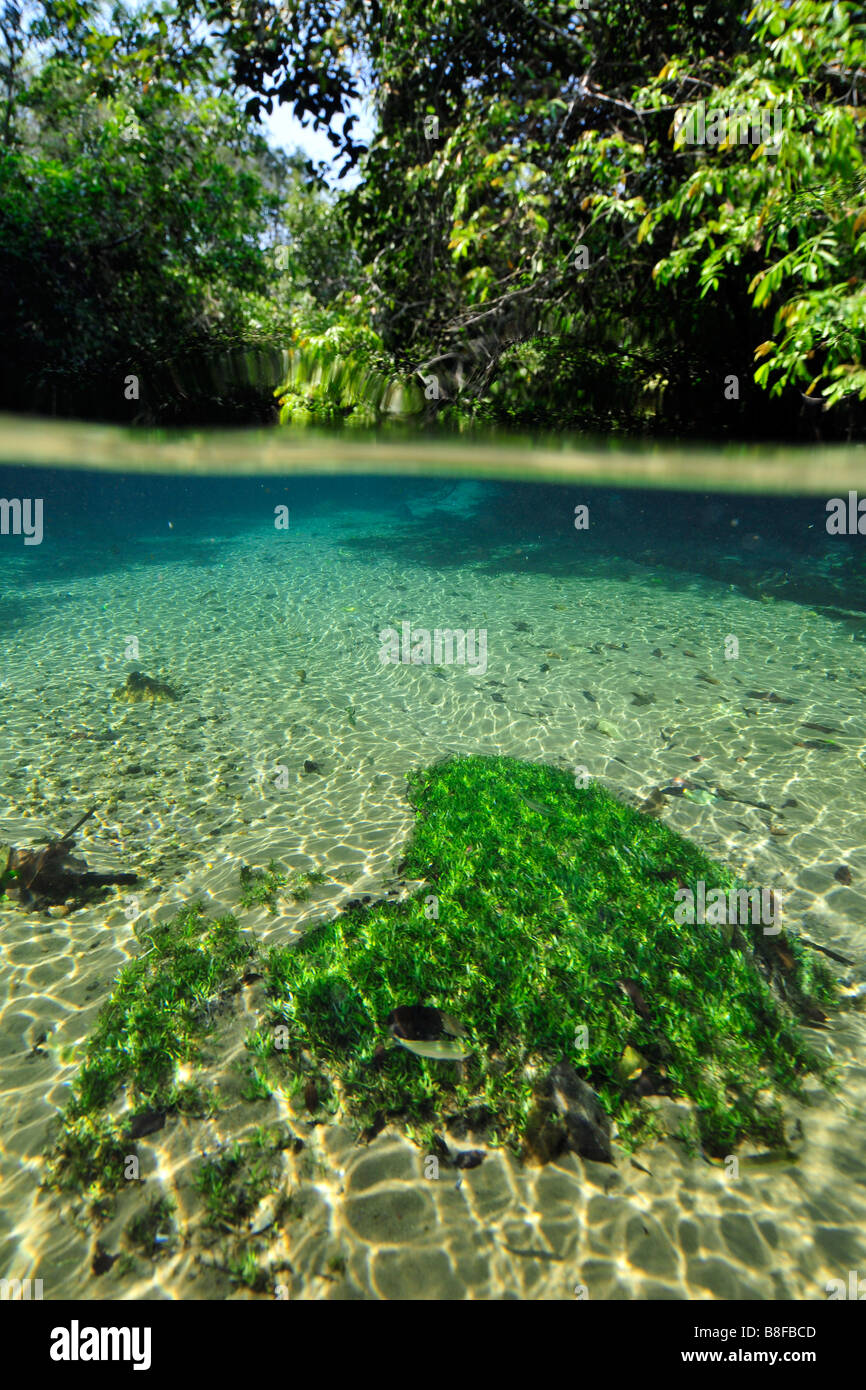 Unterwasserlandschaft des Olho D'Agua River, Bonito, Mato Grosso do Sul, Brasilien Stockfoto