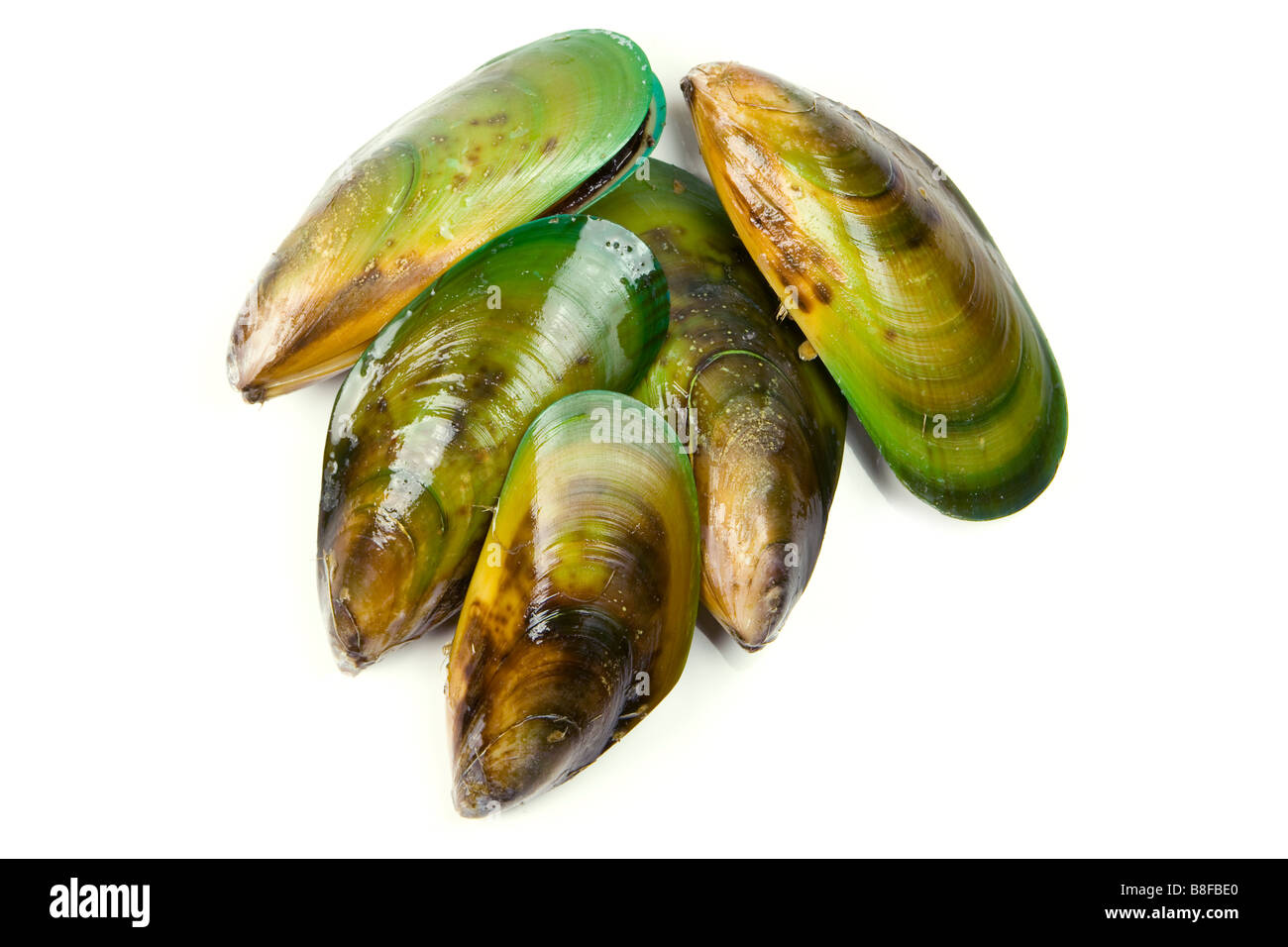 Eine Reihe von frisch geernteten New Zealand Green Lipped Muscheln Green Shell Muscheln bereit, kochen. Stockfoto