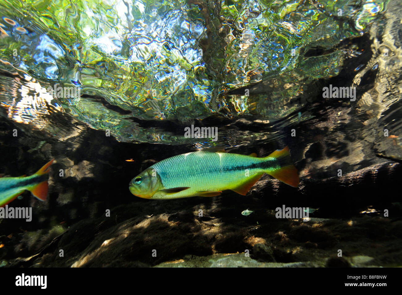 Rotkopfsalmler oder Piraputangas, Brycon Hilarii am Prata River, Bonito, Mato Grosso do Sul, Brasilien Stockfoto