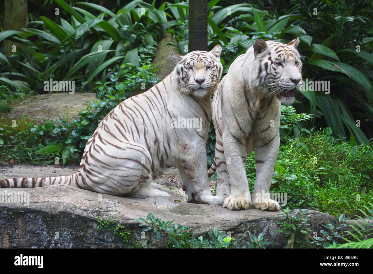 Bengal-Tiger (Panthera Tigris Tigris), zwei Personen sitzen nebeneinander, weiße morph Stockfoto