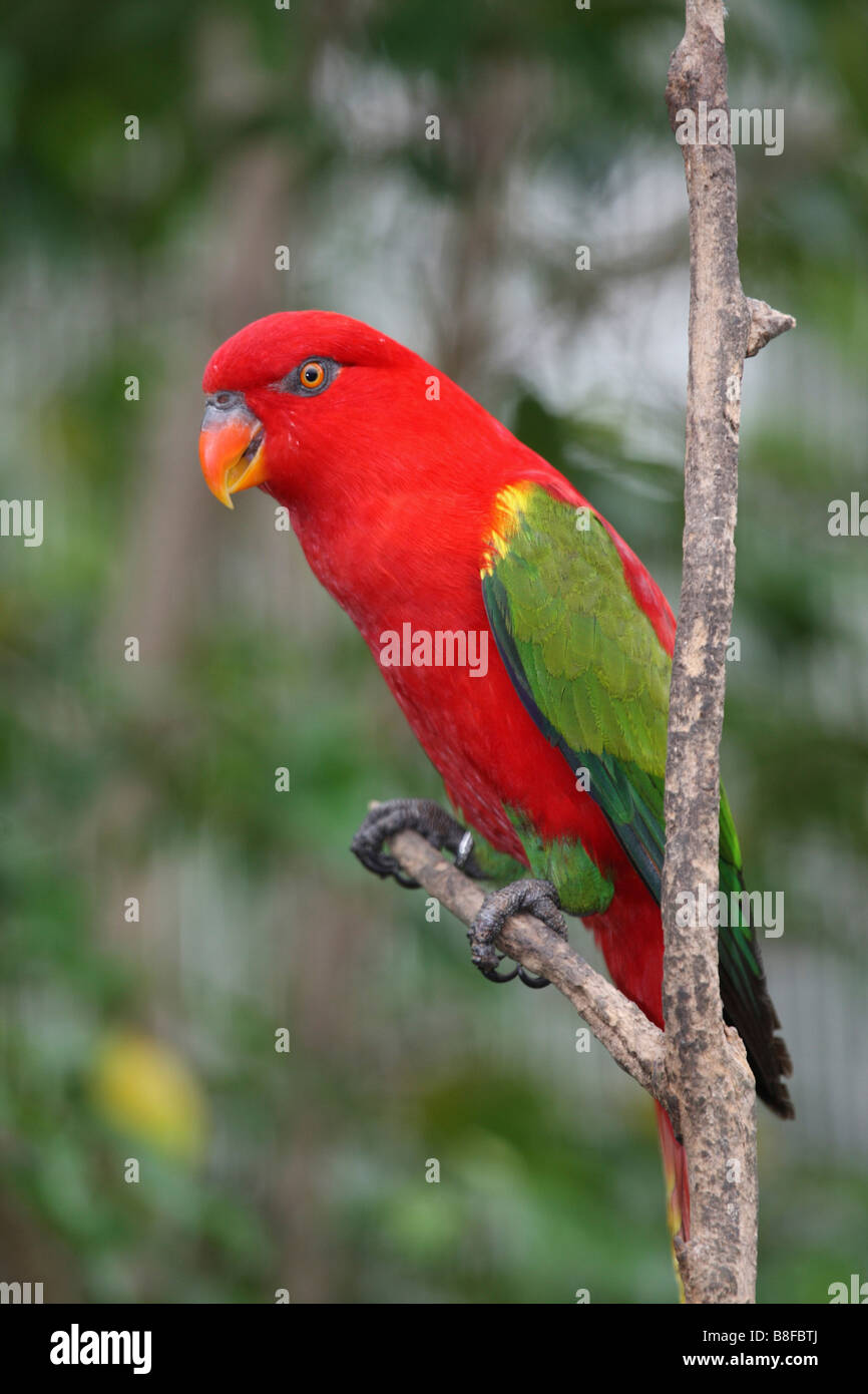 Australische König Papagei (Alisterus Scapularis), auf einem Ast Stockfoto
