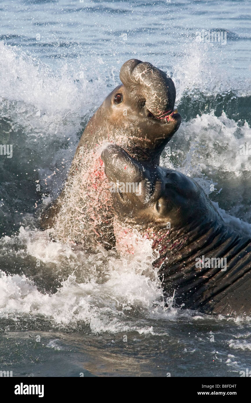 Nördliche Seeelefanten kämpfen Stockfoto