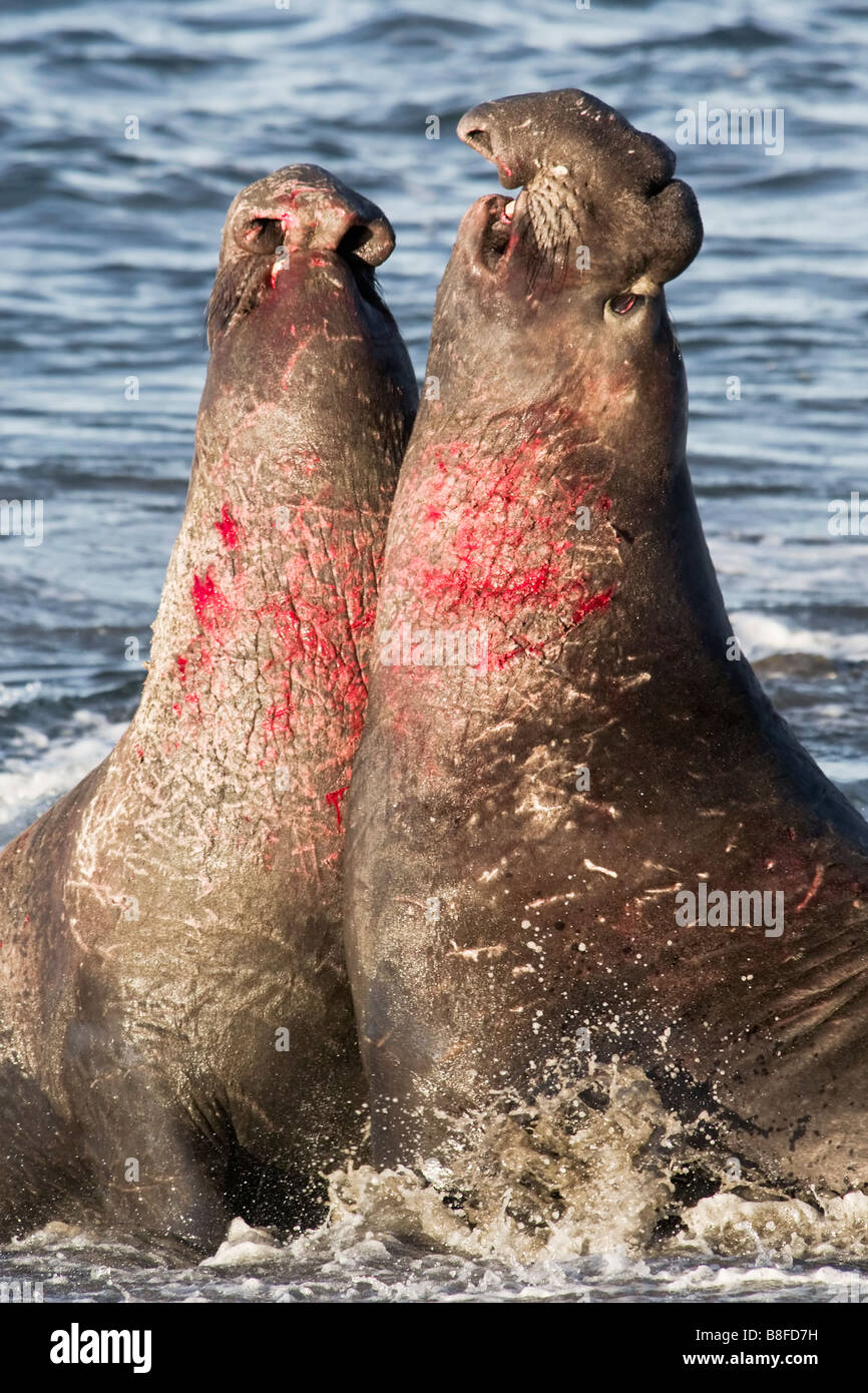 Nördliche Seeelefanten kämpfen Stockfoto