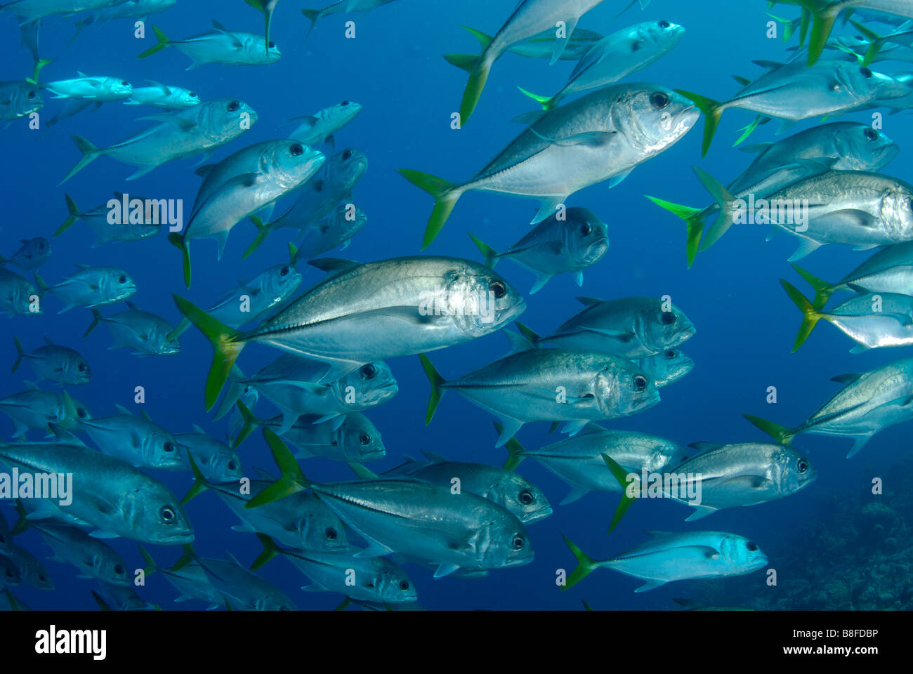 Schwarm von Bigeye Makrelen (Buchsen) Stockfoto