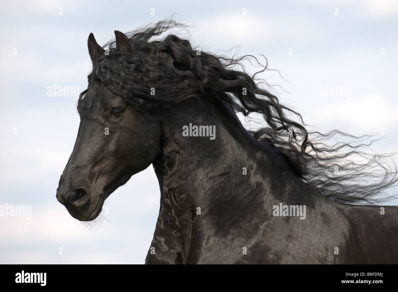 Friesen Pferd (Equus Ferus Caballus), Hengst mit wallender Mähne Stockfoto