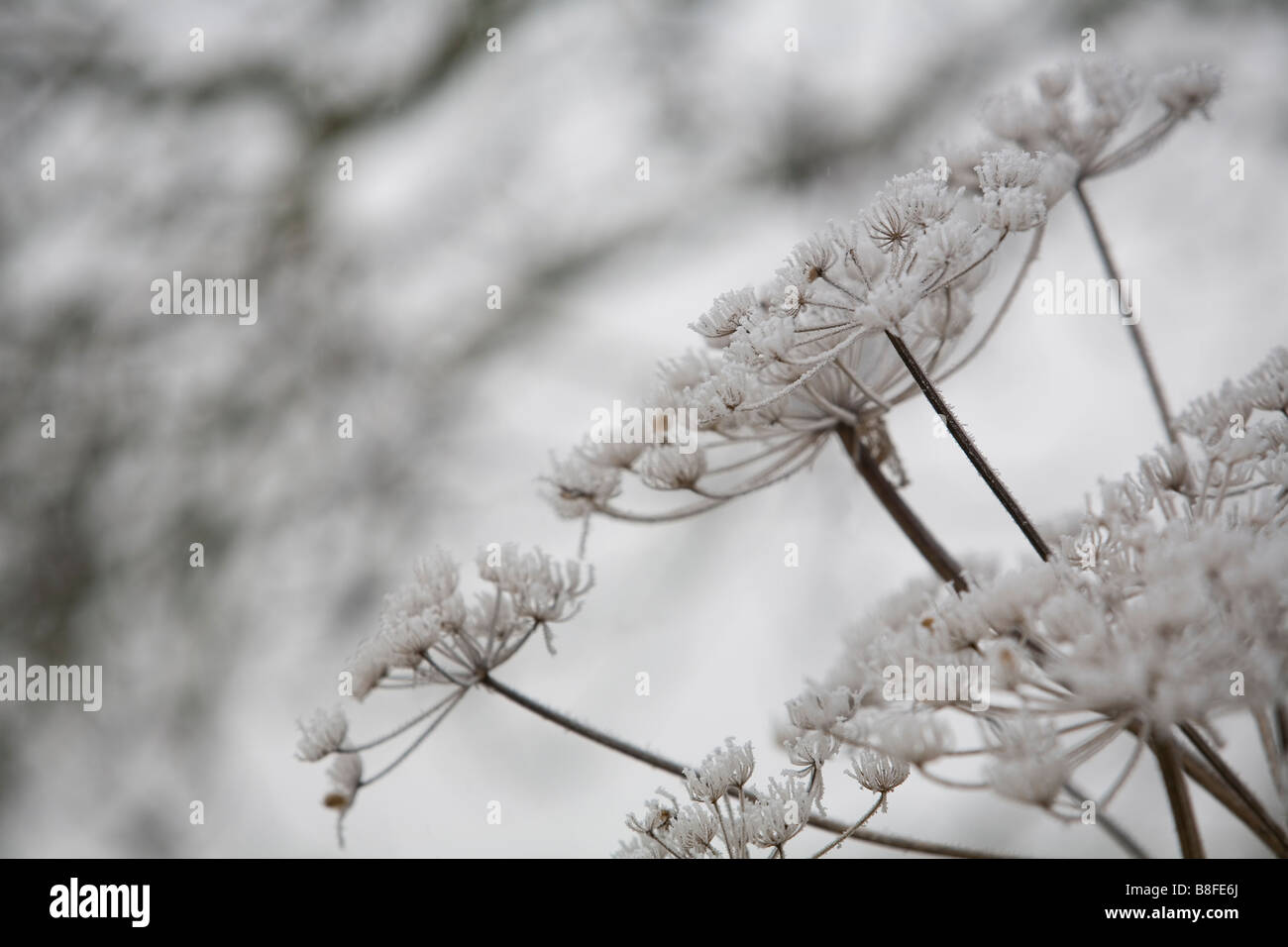 Details der Wildblumen bedeckt in Frost hautnah Stockfoto