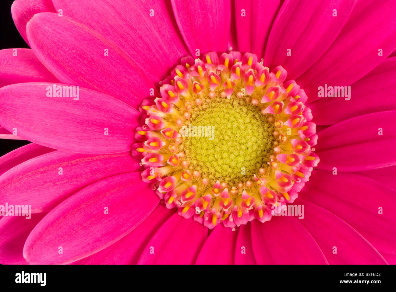 Nahaufnahme von einem heißen rosa Gerbera Stockfoto