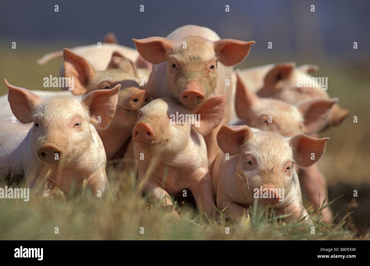Hausschwein (Sus Scrofa Domestica). Haufen von Ferkeln, Blick in die Kamera Stockfoto