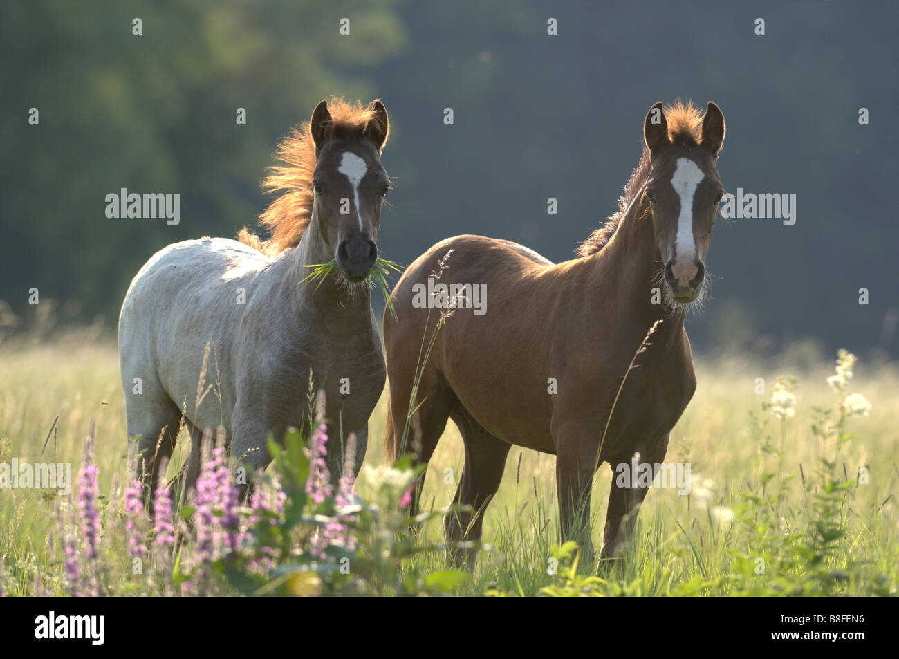 German Riding Pony und Welsh B (Equus Ferus Caballus), zwei Fohlen auf einer Wiese Stockfoto