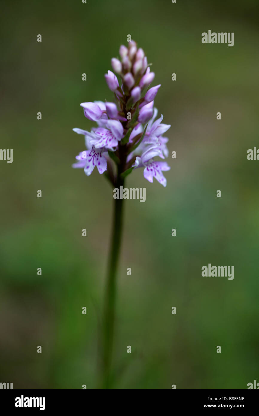 Nahaufnahme eines gemeinsamen gefleckte Orchidee Dactylorhiza Fuchsii, in Dorset Stockfoto