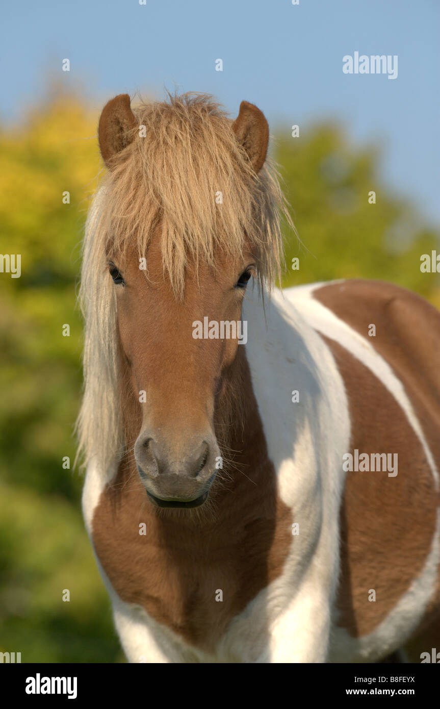 Isländische Pferd (Equus Ferus Caballus), Pinto Junghengst auf einer Wiese Stockfoto