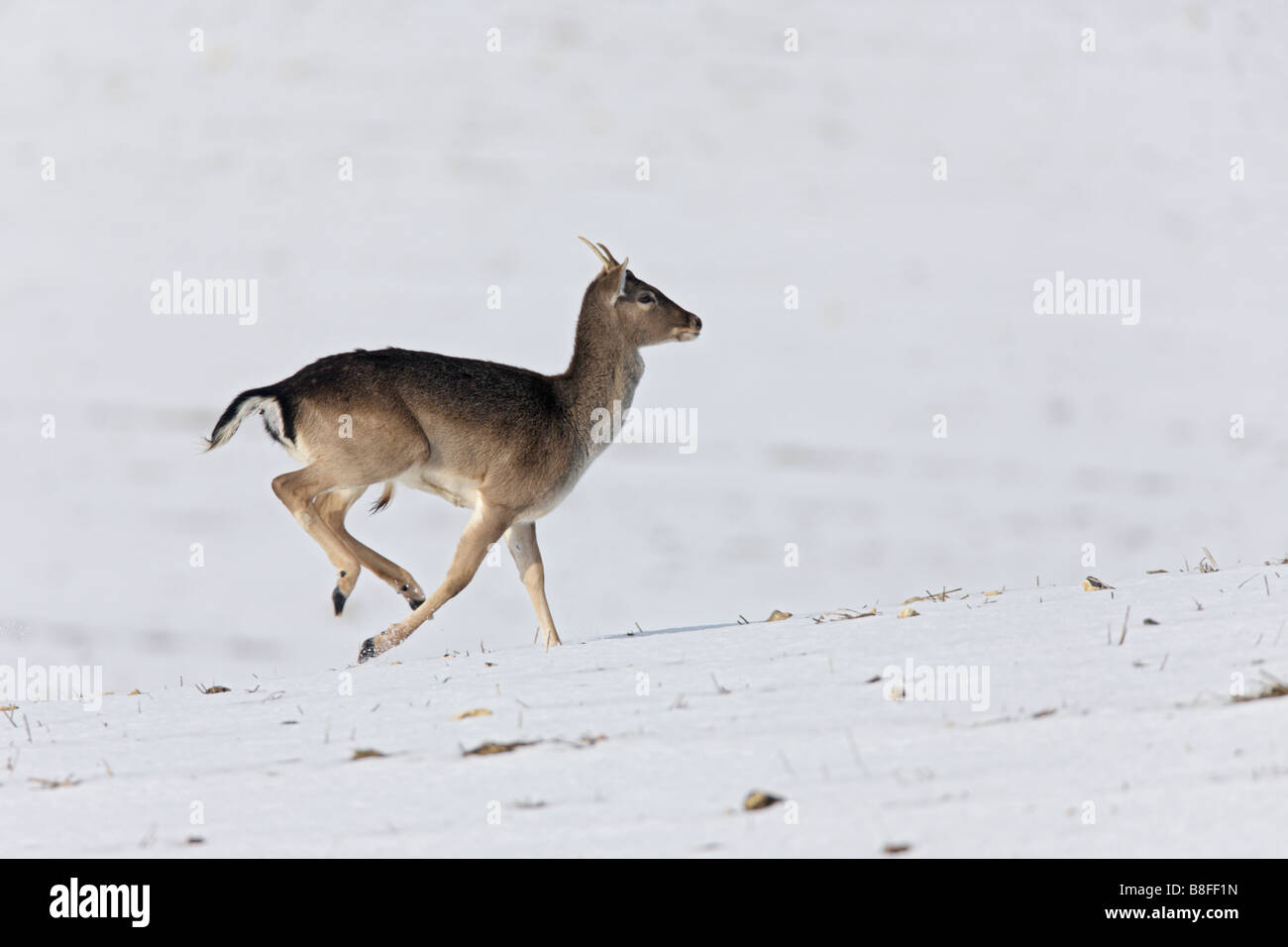 Damhirsch Dama Dama laufen im Schnee bedeckt Feld Stockfoto