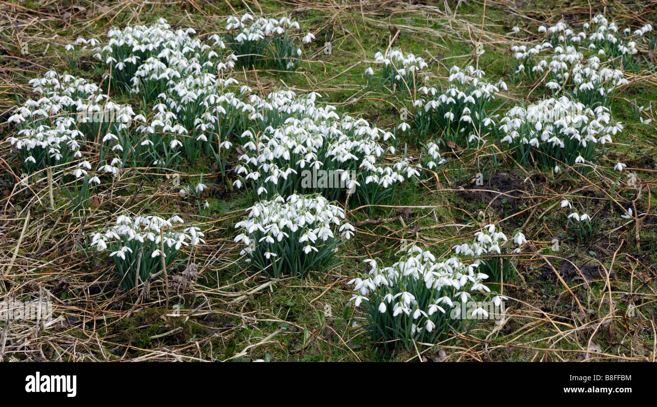 Gemeinsamen Schneeglöckchen Galanthus Nivalis in heimischem Holz Stockfoto