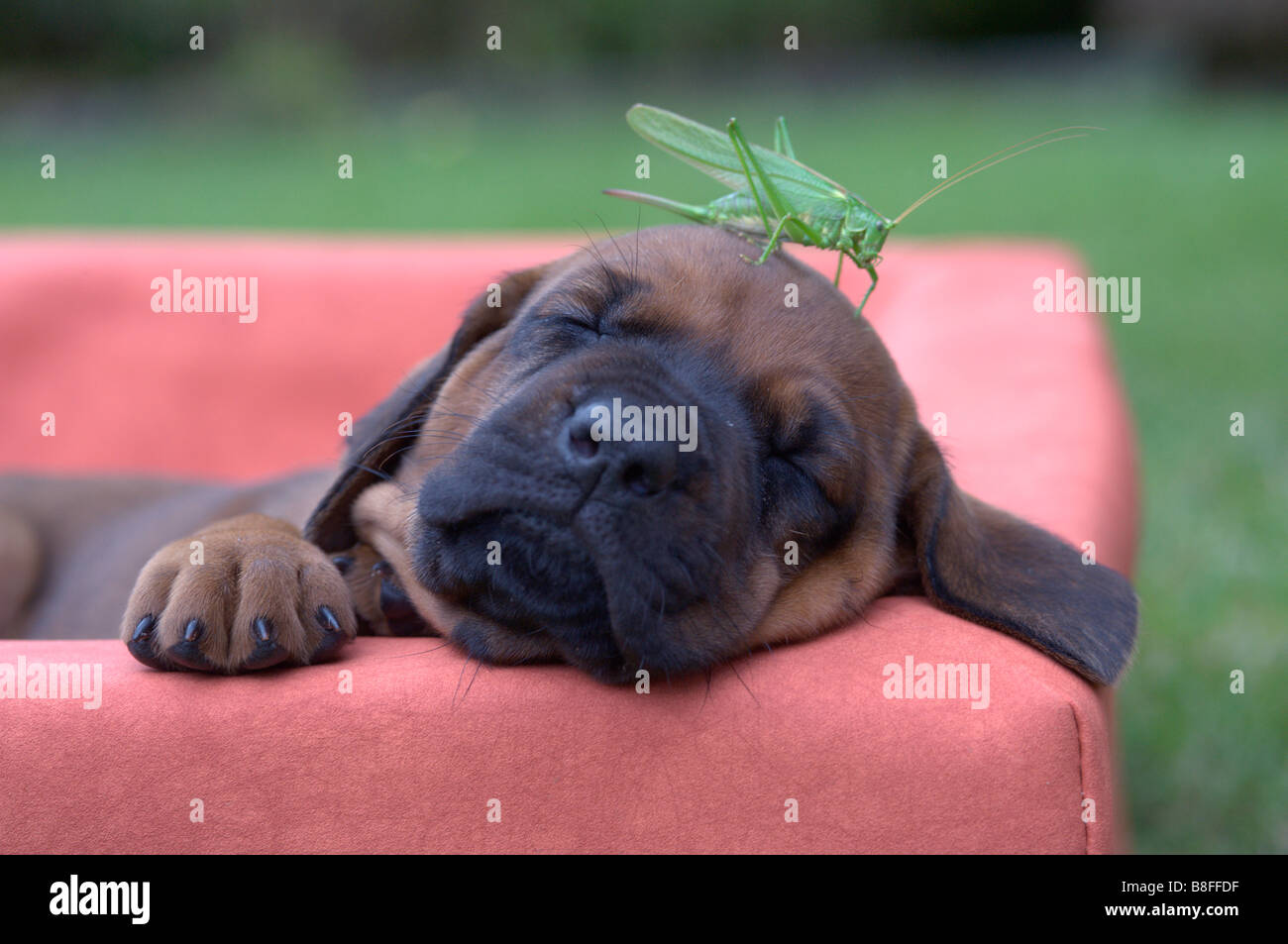 Rhodesian Ridgeback (Canis Lupus Familiaris). Schlafende Welpen mit Heuschrecke auf den Kopf Stockfoto