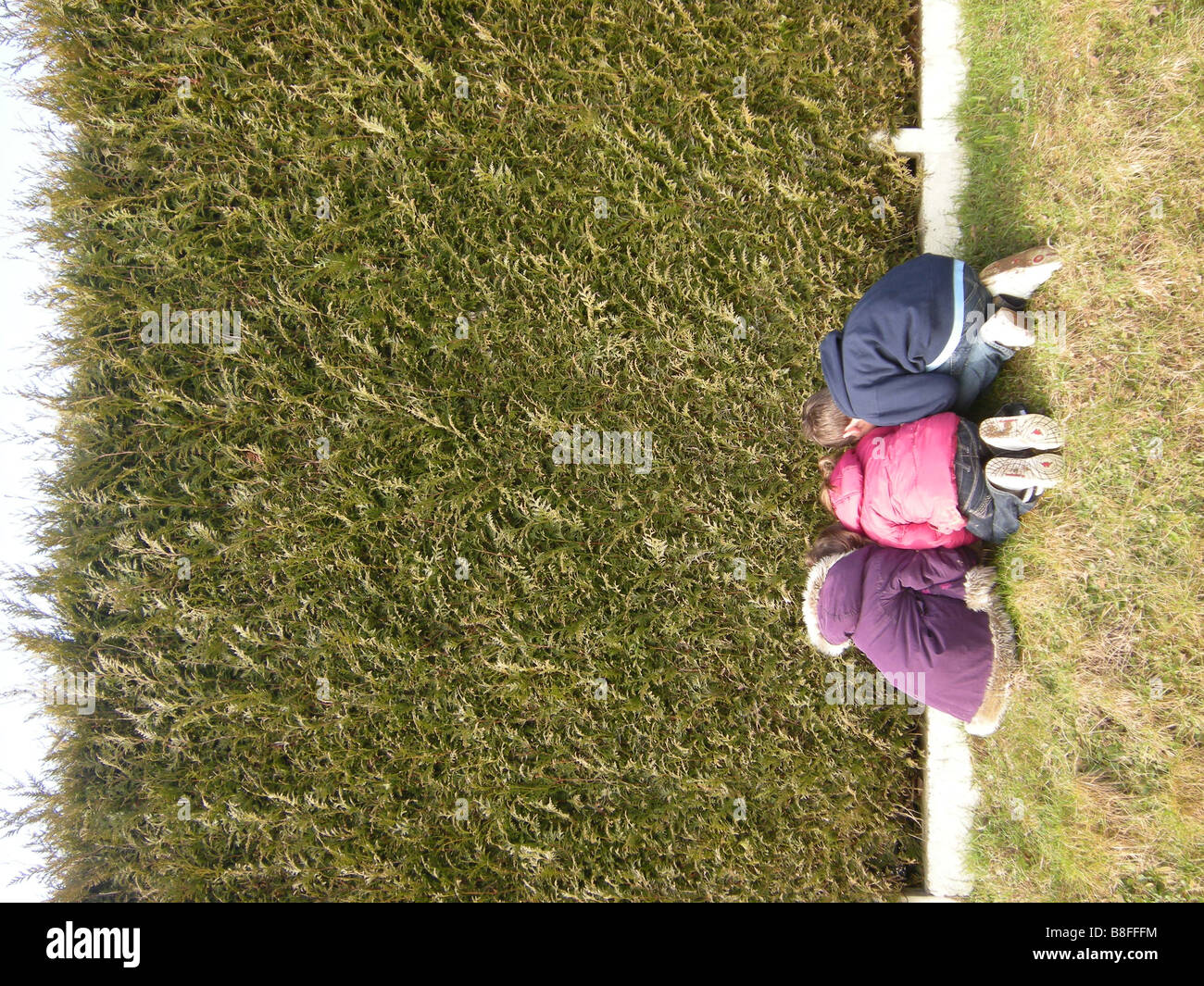 Kinder auf der Suche durch eine große Hecke. Stockfoto