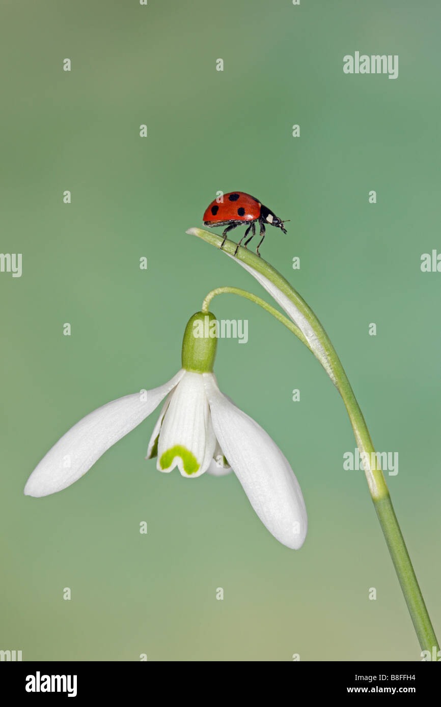 7-Punkt Marienkäfer - Coccinella 7-Trommler auf gemeinsame Schneeglöckchen Galanthus nivalis Stockfoto