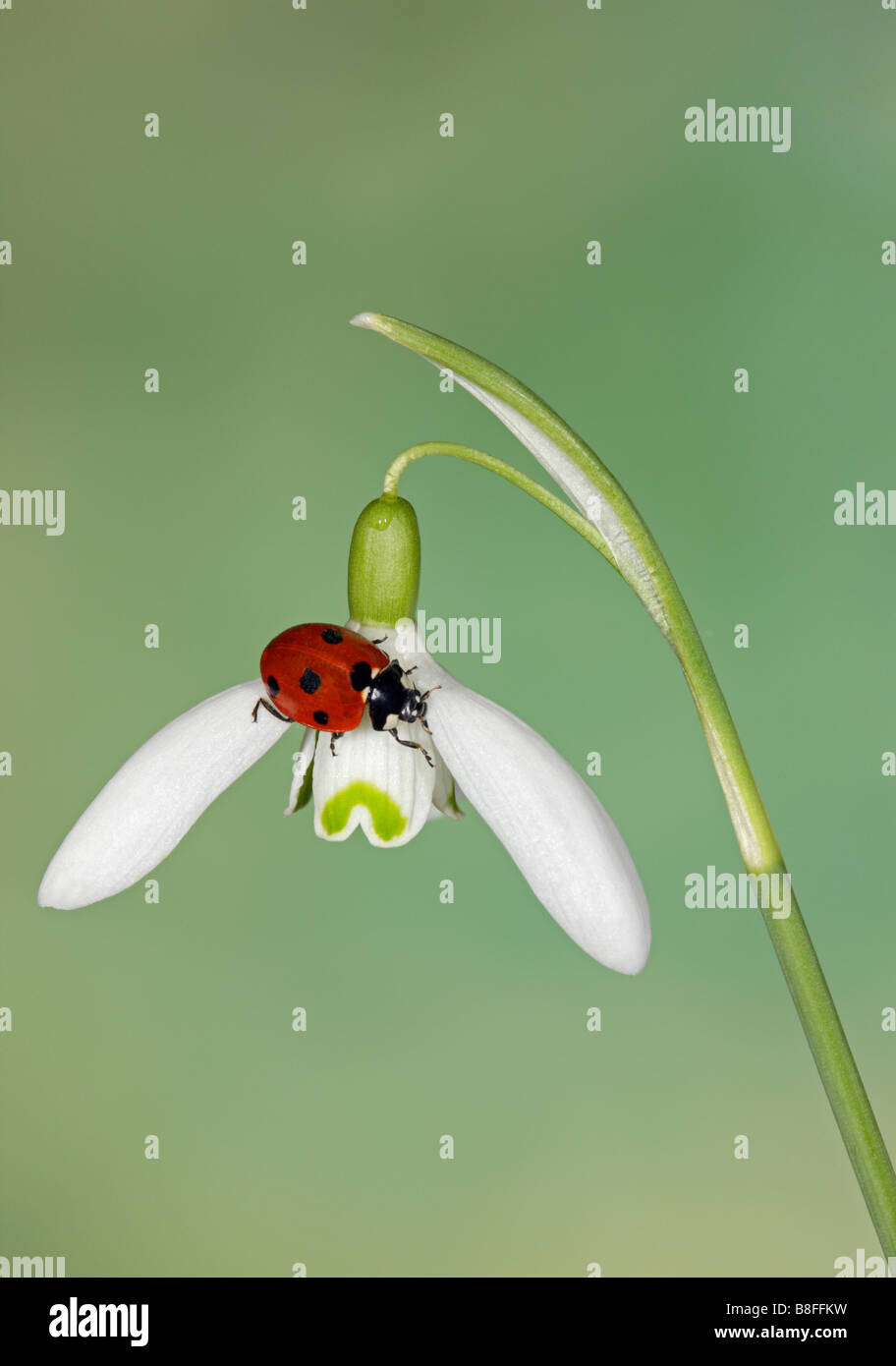 7-Punkt Marienkäfer - Coccinella 7-Trommler auf gemeinsame Schneeglöckchen Galanthus nivalis Stockfoto