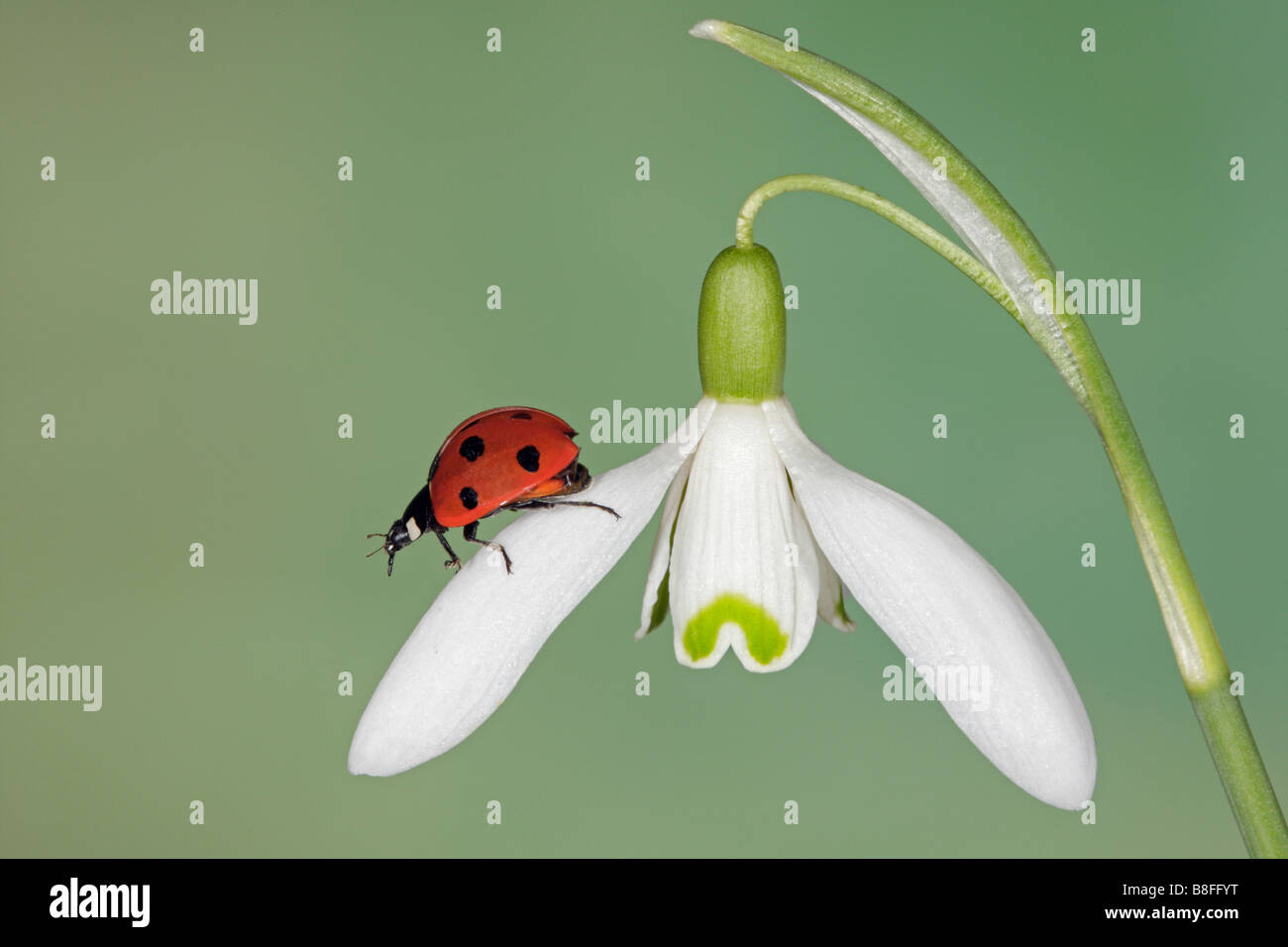 7-Punkt Marienkäfer - Coccinella 7-Trommler auf Schneeglöckchen Galanthus nivalis Stockfoto