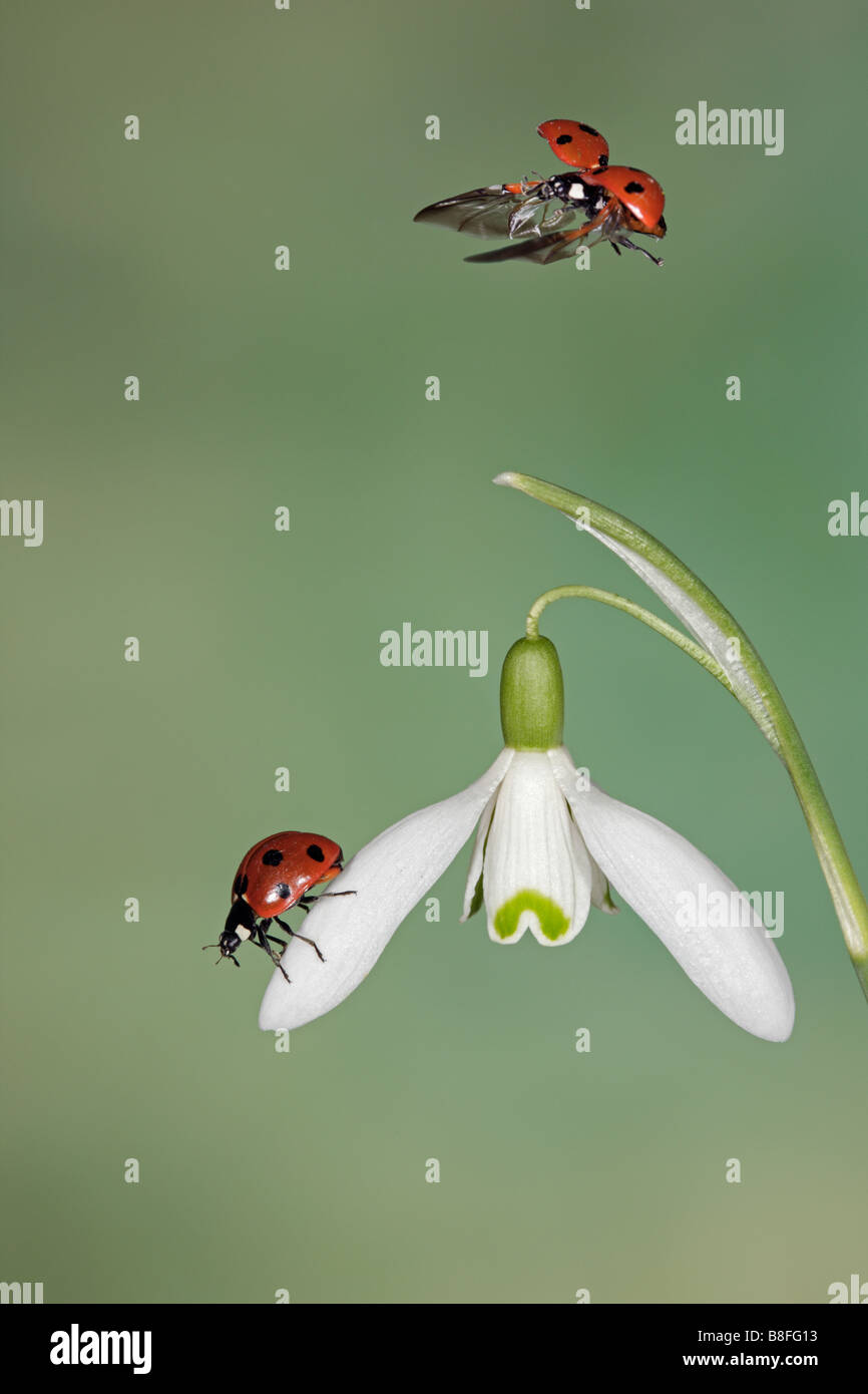 7-Punkt Marienkäfer - Coccinella 7-Trommler auf Schneeglöckchen Galanthus Nivalis und einer im Flug Stockfoto