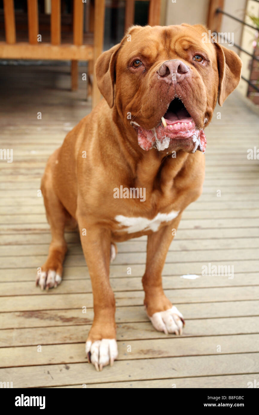 Bordeauxdogge oder Dogge de bordeaux Stockfoto