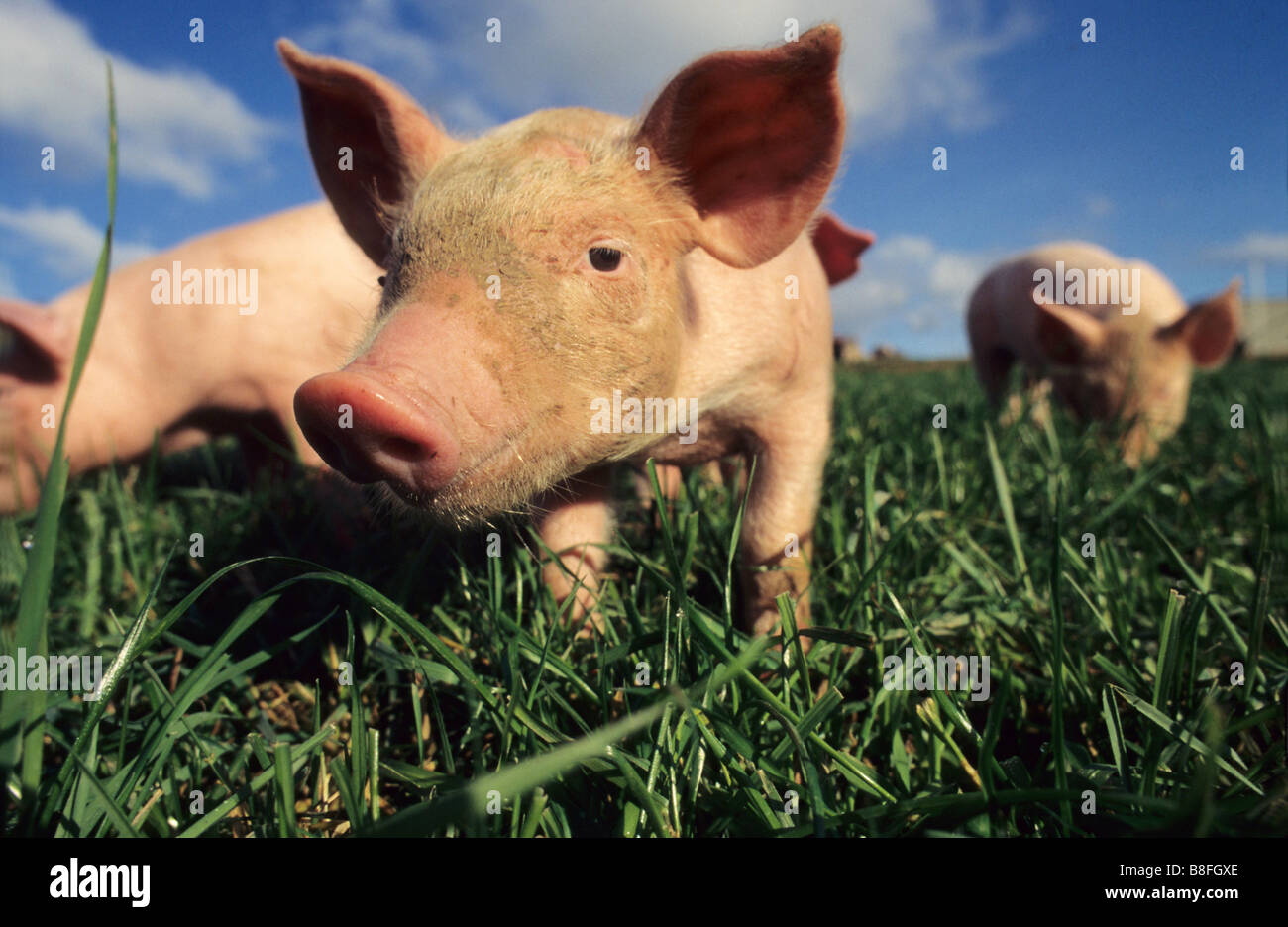 Hausschwein (Sus Scrofa Domestica), Ferkel auf Wiese Stockfoto
