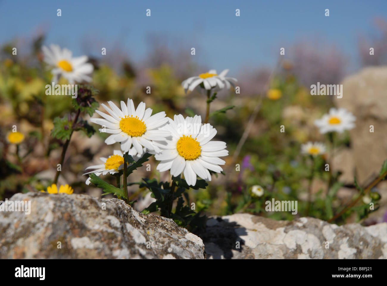 Gänseblümchen wachsen durch Trockenmauer nahe Benimaurell, Vall de Laguar, Provinz Alicante, Comunidad Valenciana, Spanien Stockfoto