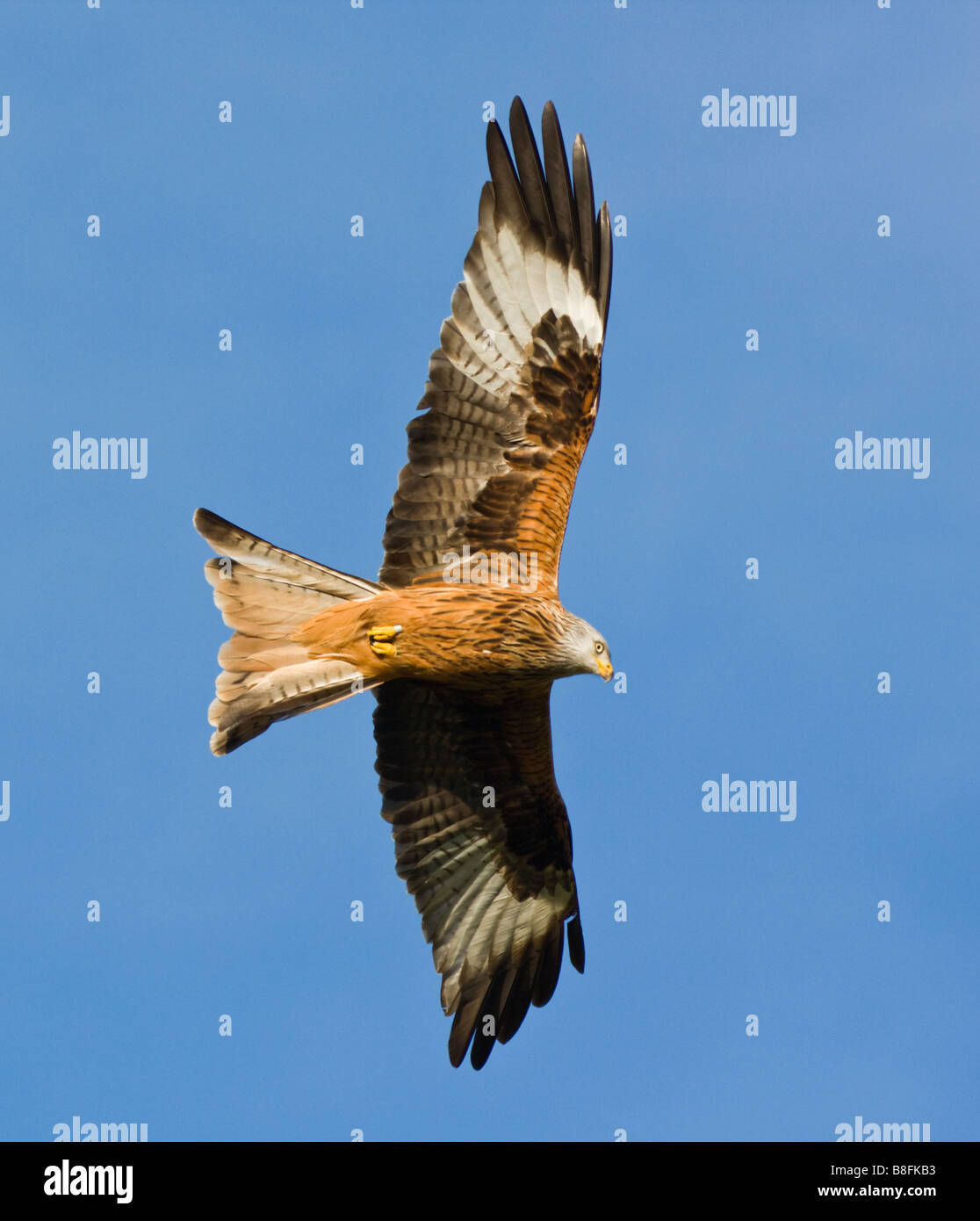 Rotmilan Milvus Milvus Raptor Vogelflug Stockfoto