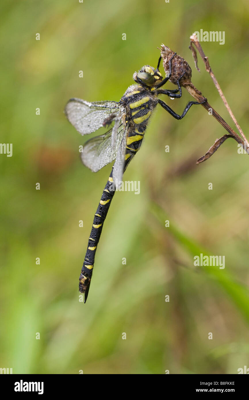 Golden beringt Libelle Cordulegaster boltonii Stockfoto